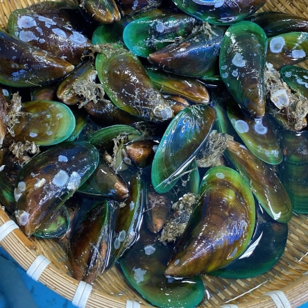 Vẹm xanh