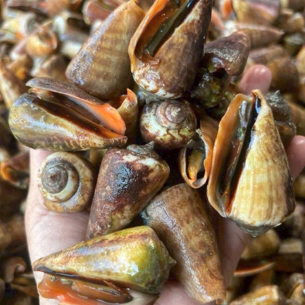 Ốc nhảy đỏ