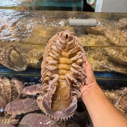 Bọ biển loại 2