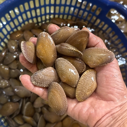 Sò lụa