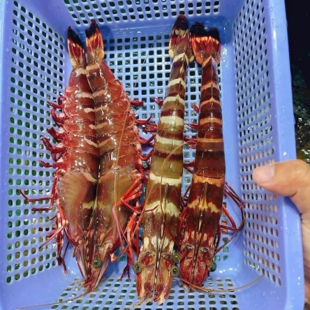Tôm sú biển
