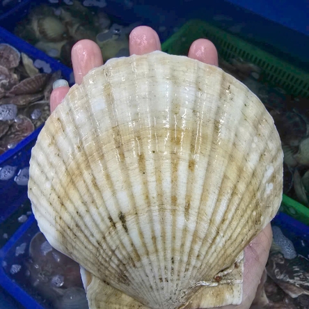 Sò điệp Nhật