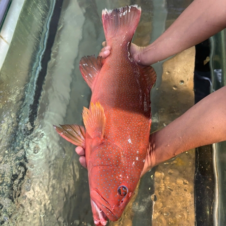 Cá mú đỏ loại 1