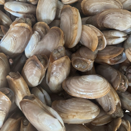 Ốc tu hài 20 - 25 con / kg