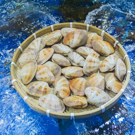 Ngao 2 cồi 