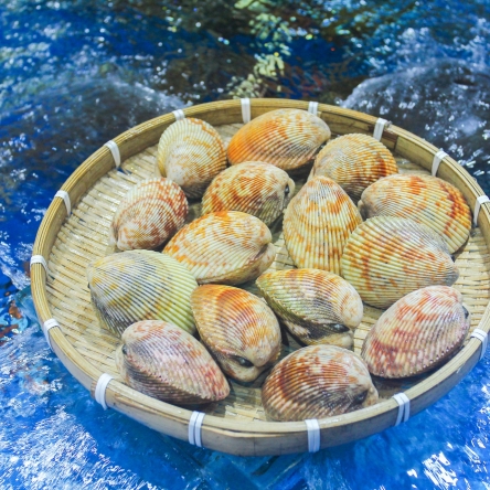 Sò dương