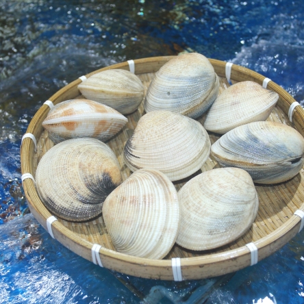 Ngao sần