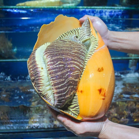Ốc giác vàng