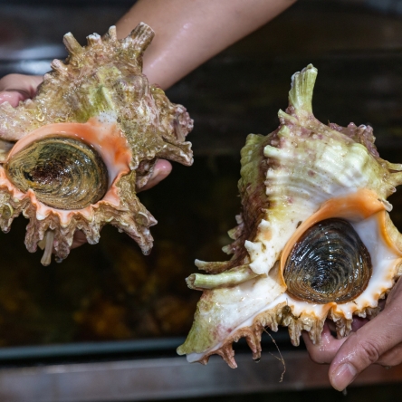 Ốc gai trắng