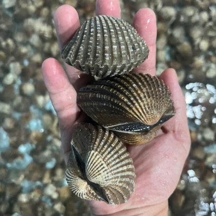 Sò huyết cồ