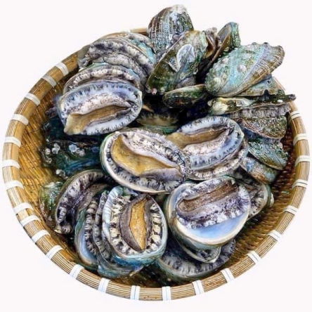 Bào ngư Hàn Quốc