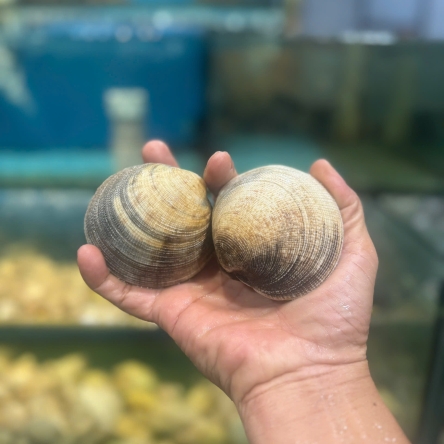 Sò tộ