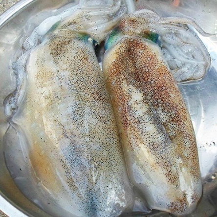 Mực lá câu