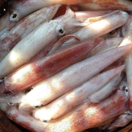 Mực ống câu