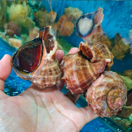 Ốc miệng rộng