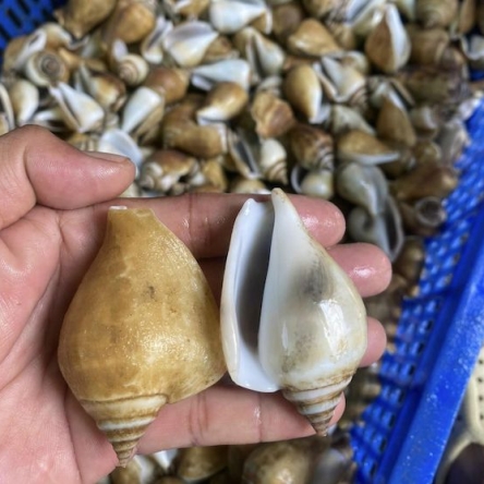 Ốc nhảy trắng