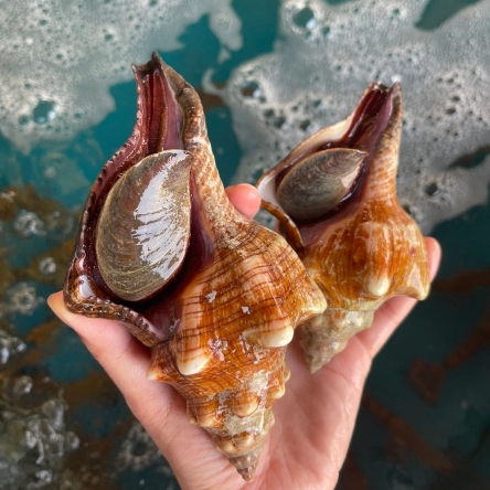 Ốc đỏ