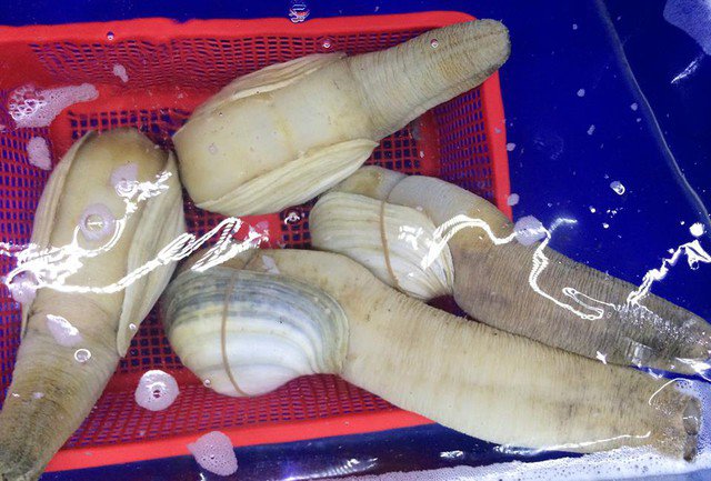 Ốc Tu Hài Nướng Phô Mai