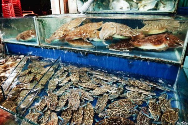 Hải Sản Gò Vấp: Điểm Đến Tươi Sống, Chế Biến Hấp Dẫn & Nguồn  Số Sỉ Lẻ Uy Tín1