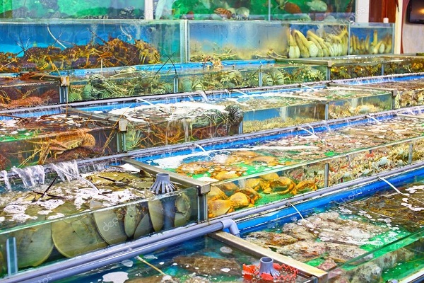 Hải Sản Gò Vấp: Điểm Đến Tươi Sống, Chế Biến Hấp Dẫn & Nguồn Sỉ Lẻ Uy Tín